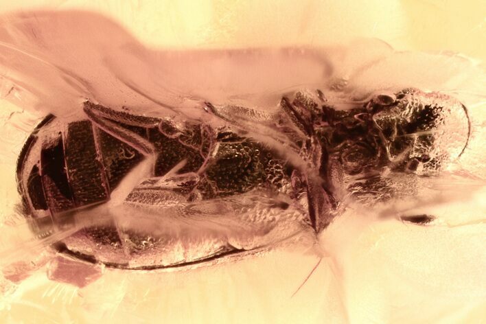 Fossil Beetle (Ptinidae) in Baltic Amber #381266